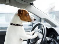 Opitého ho načapala polícia, za volant posadil psa: ČO sa stalo s úbohým zvieraťom?