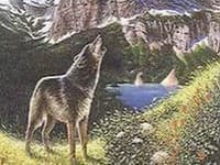 Hádanka ťažšia, ako na prvý pohľad vyzerá: Koľko vlkov nájdete na obrázku a za ako dlho?