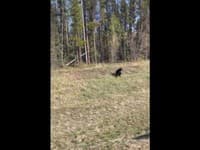 Turista v národnom parku chcel odohnať medveďa: Bizarný trik zafungoval, šelma hneď utiekla!