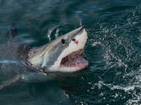 Ľudia majú po vražednom útoku žraloka strach: Odborník vysvetlil, čím ich prilákate! TOTO nikdy nerobte