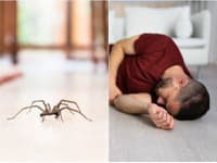 Nečakaná smrť turistu v známom talianskom letovisku: Uštipol ho jedovatý pavúk! Zomrel v hotelovej izbe