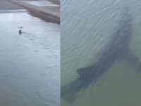 Strach a hrôza v ďalšom obľúbenom letovisku: VIDEO Dovolenkárov vystrašil žralok, priplával až k brehu!