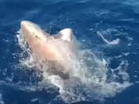 Poplach v obľúbenom letovisku:  Rybárov vystrašil obrovský žralok! VIDEO obludy, nič podobné ešte nevideli