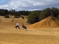 Turista si chcel v národnom parku odfotiť zblízka emu: Nečakaná reakcia! VIDEO, pri ktorom pôjdete do kolien
