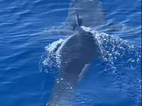Šok v obľúbenom gréckom letovisku: Obrovský žralok len pár metrov od pobrežia! Chystajú sa tam aj stovky Slovákov