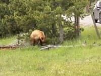 Škandál v národnom parku: Turisti provokovali medvedie mláďa, takto to dopadlo