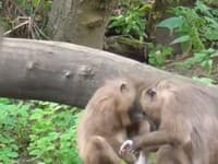 V českom safari parku sa odohrala brutálna scéna: VIDEO len pre silné žalúdky