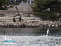 Nebezpečné správanie delfínov v Chorvátsku: Ak dovolenkujete v TEJTO časti, buďte opatrní! Môžu vám ublížiť