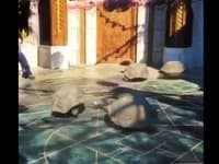 Bizarné VIDEO bežiacich korytnačiek je hitom: Ľuďom sa nechce veriť, že je pravé, ale je!