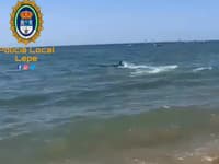 Panika na obľúbenej španielskej pláži: VIDEO K ľuďom sa priblížil obrovský tvor! Ozval sa krik, všetci utekali z vody