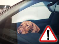 Hodina hrôzy v rozpálenom aute, psovi už nedokázali pomôcť: Majiteľke hrozí vyšetrovanie a trest!