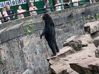 VIDEO z čínskej zoo pobúrilo ľudí: Neveria, že vo výbehu je skutočný medveď! Čo si myslíte vy?