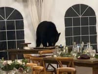 Na svadbu vtrhol medveď: Uhádnete, na ktoré jedlo sa vrhol ako prvé? Hosťom ostali oči pre plač