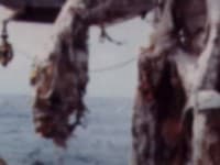 Rybári v roku 1977 vylovili pozostatky hrôzostrašného tvora: Neskutočne smrdel a vážil takmer dve tony!