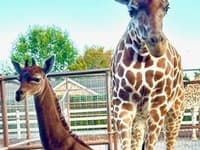 Takúto žirafu ste ešte nevideli, je pravdepodobne jediná na svete: Môžete jej dokonca vybrať meno!