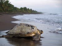 Experti zistili, že korytnačie panciere sú časovými kapsulami: Ukrýva sa v nich hrozivá história