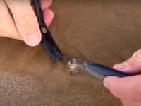 Ľudí desí VIDEO mäsožravých monštier, ktoré sa ukrývajú na pláži: Pozrite, akú hrôzu vytiahol z piesku!