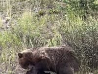 Žena sa s rodinou vracala domov, keď zazrela medveďa, ako niečo žerie: Preboha, veď to je...
