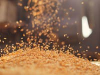 Európska komisia vyzvala Slovensko, Maďarsko a Poľsko na konštruktívny prístup k dovozu obilia