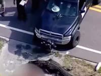 Hororové VIDEO obrovského aligátora, ktorý sa ukrýval v kanáli: Z čeľustí mu trčalo... OCH NIE!