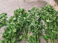 Polícia zadržala v Ožďanoch pre drogy dvoch mužov, pri obci zaistili deväť rastlín