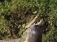 VIDEO nevhodné pre citlivé povahy: Krokodíl ulovil chúďa mláďa, ešte z neho trčí...