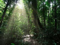 Unikátny objav v indonézskom pralese: Krása, na čo narazili vedci v neprebádanej oblasti vo výške 2000 m