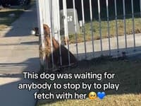 VIDEO, ktoré vás chytí za srdce: Retriever smutne stojí pri plote a čaká, kým sa s ním niekto zahrá