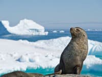 Unikátny objav na Antarktíde vďaka tuleňom: Pozrite, čo sa ukrýva kilometre pod hladinou mora