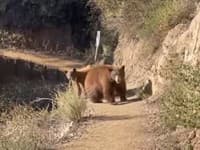 Bežkyňa len o vlások unikla tragédii: Dramatický stret s medvedicou a mláďatami! TOTO ju zachránilo