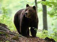 Ekoaktivista chcel pomôcť medveďovi v Karpatoch: Šokujúci záver! Toto nečakal ani v najhoršom sne