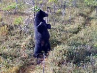 VIDEO len pre silné žalúdky: Pozrite, čo trčí medveďovi z... Úbohé zviera!