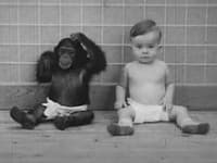 Zvrátený experiment: Rodičia svojho syna vychovávali spolu so šimpanzom! Chudák chlapec, takto dopadol