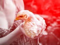 Hrozivá správa! Na Slovensku zúri vtáčia chrípka: Usmrtiť museli TISÍCE sliepok