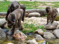 Bizarný incident v zoo: Žena chcela zachrániť mačky z výbehu, TOTO im vraj robili opice!