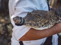 Pracovníci zoologickej záhrady neverili vlastným očiam: Hrôzostrašný objav v žalúdku aligátora