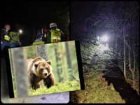Detaily brutálneho útoku medveďa! Tatianu ťahal 20 metrov ako korisť: S priateľom boli na túre