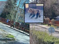 Medveďa z Liptovského Mikuláša odstrelili, prezradili DETAILY! VIDEO Pri Prievidzi zachytili ďalšiu skupinku