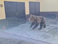 Rakúsky expert varuje: Krátka zima láka hladné medvede do miest, takto sa treba správať v ich blízkosti