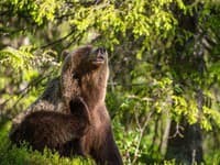 Štátna ochrana prírody sa zapojila do rokovaní krízových štábov k mimoriadnej situácii s medveďmi