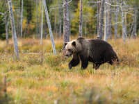 Nové detaily útoku! Bežiaci medveď vrazil do lesníka: Všetko bolo inak
