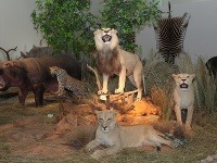 Výstava poľovníctva