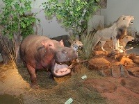 Výstava poľovníctva