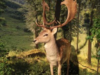 Výstava poľovníctvo