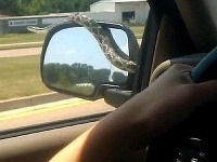 Hadovi sa nakoniec podarilo zliezť cez spätné zrkadlo