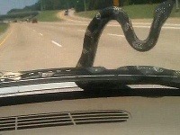 Podľa odborníkov nešlo o jedovatý exemplár