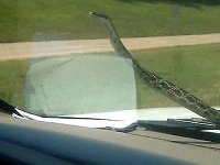 Takýto výhľad musel byť pre vodičku dosť nepríjemný