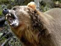 Trojmetrový medveď-ľudožrút zabil otca