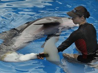 Delfín Winter dostal novú protézu, ktorá mu zachránila život