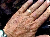 Mravce sa dostanú všade a všetko zožerú Mravce sa dostanú všade a všetko zožerú